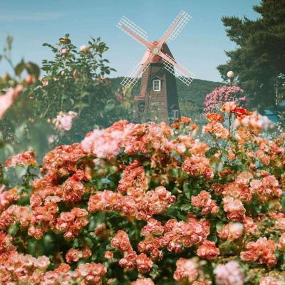 澳门王中王100%的资料手机app下载