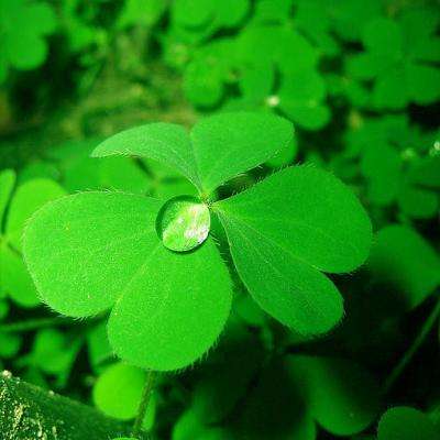 电玩舞会森林下载手机版